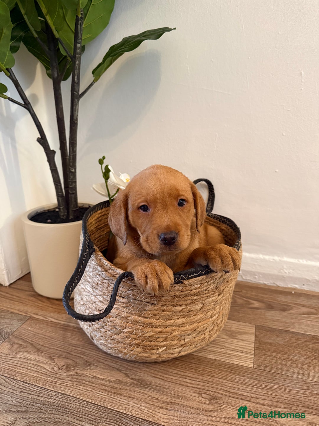 Labrador Retriever dogs for sale: Labrador pups for sale  - Advert 1