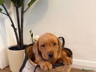 Labrador Retriever dogs Labrador pups for sale - Advert 8