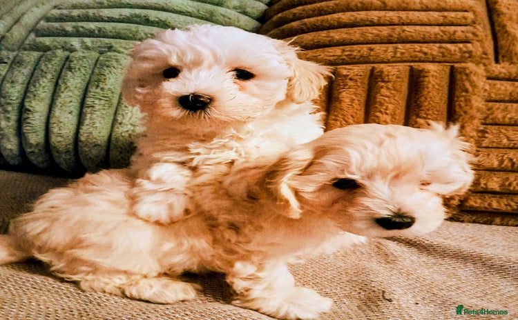 Maltipoo dogs F1 HEALTH TESTED QUALITY TOY MALTIPOO PUPPIES  - Advert 2