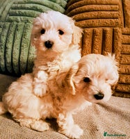 Maltipoo dogs F1 HEALTH TESTED QUALITY TOY MALTIPOO PUPPIES - Advert 7