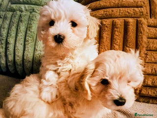 Maltipoo dogs F1 HEALTH TESTED QUALITY TOY MALTIPOO PUPPIES - Advert 3