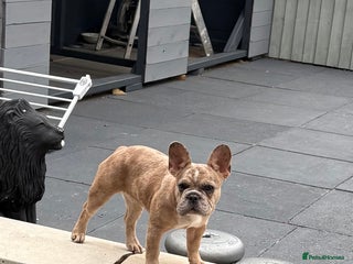 French Bulldog dogs French bulldog part fluffy Merle - Advert 1