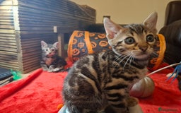 Bengal cats for sale: 🌟 Premium Bengal Tica Kittens – 5★Breeder 🌟 - Image 26