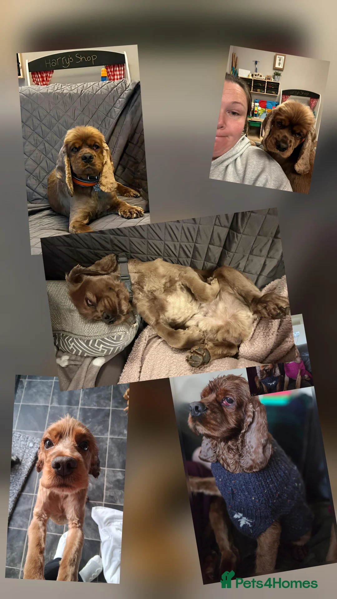 Cocker Spaniel dogs for adoption: Beautiful Sunny looking for his forever home  - Advert 3