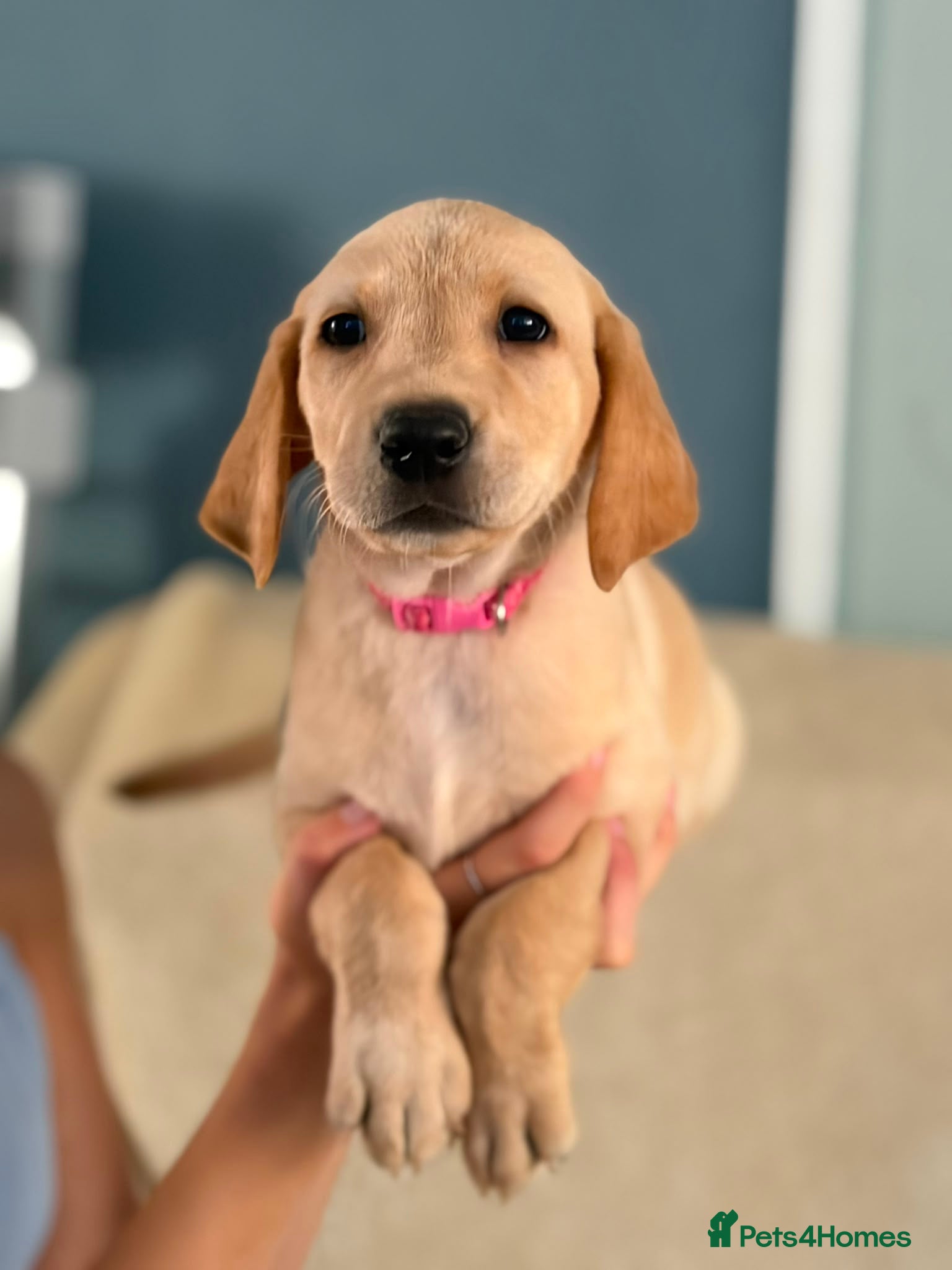 Labrador Retriever dogs 6 beautiful lab girls  - Advert 16