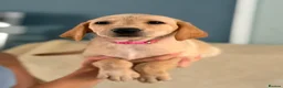 Labrador Retriever dogs for sale: 6 beautiful lab girls (one girl left!) - Advert 3