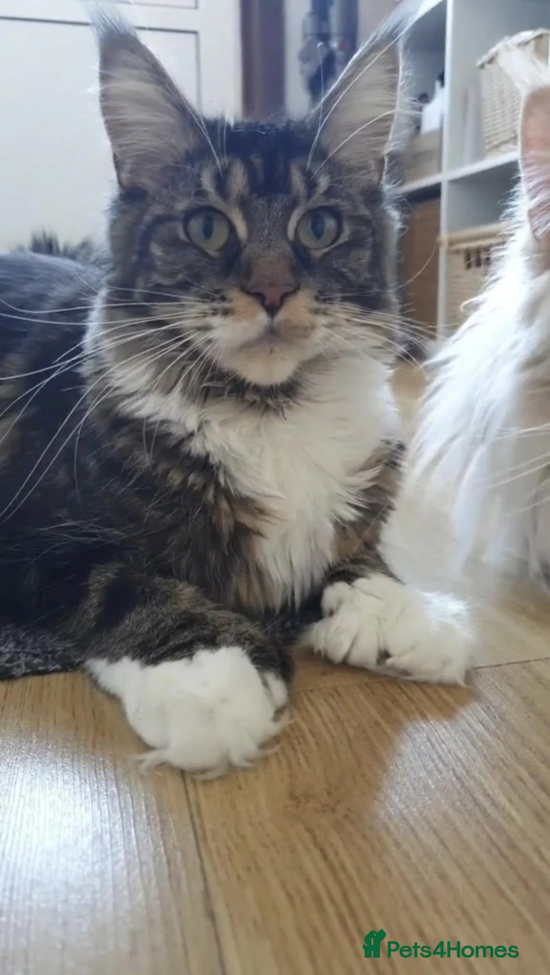 Maine Coon cats for sale: 🌟TICA🌟 pure breed maine coons - Advert 2