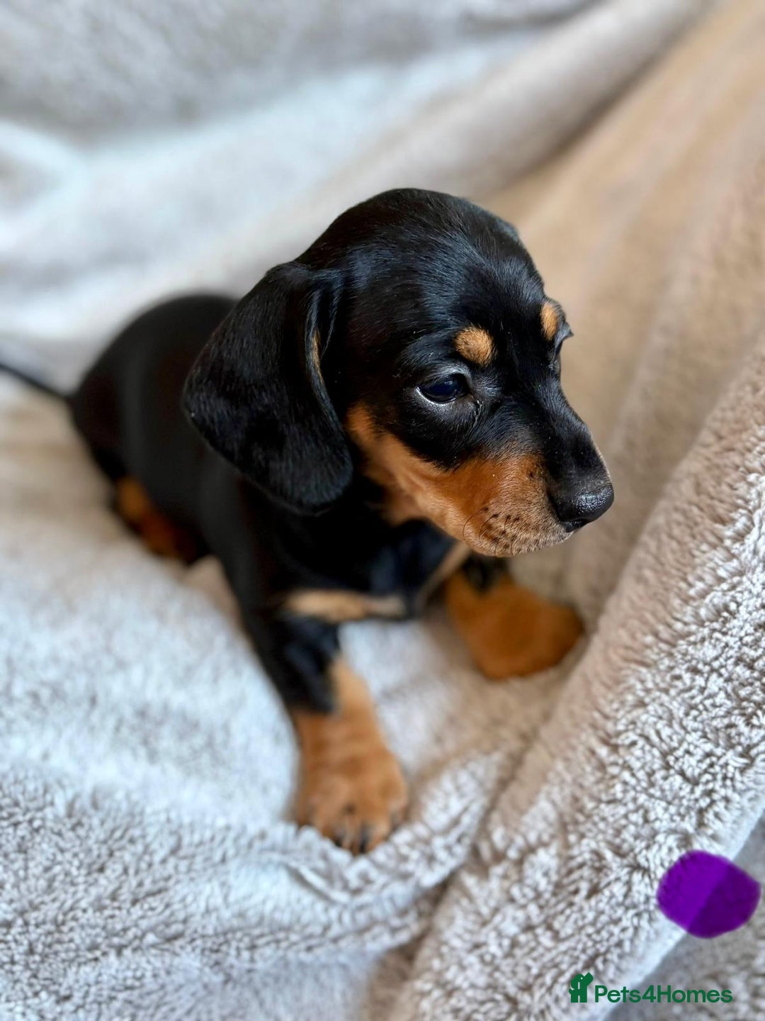 Miniature Dachshund dogs for sale: Adorable Miniature Dachshund Puppies - Image 33