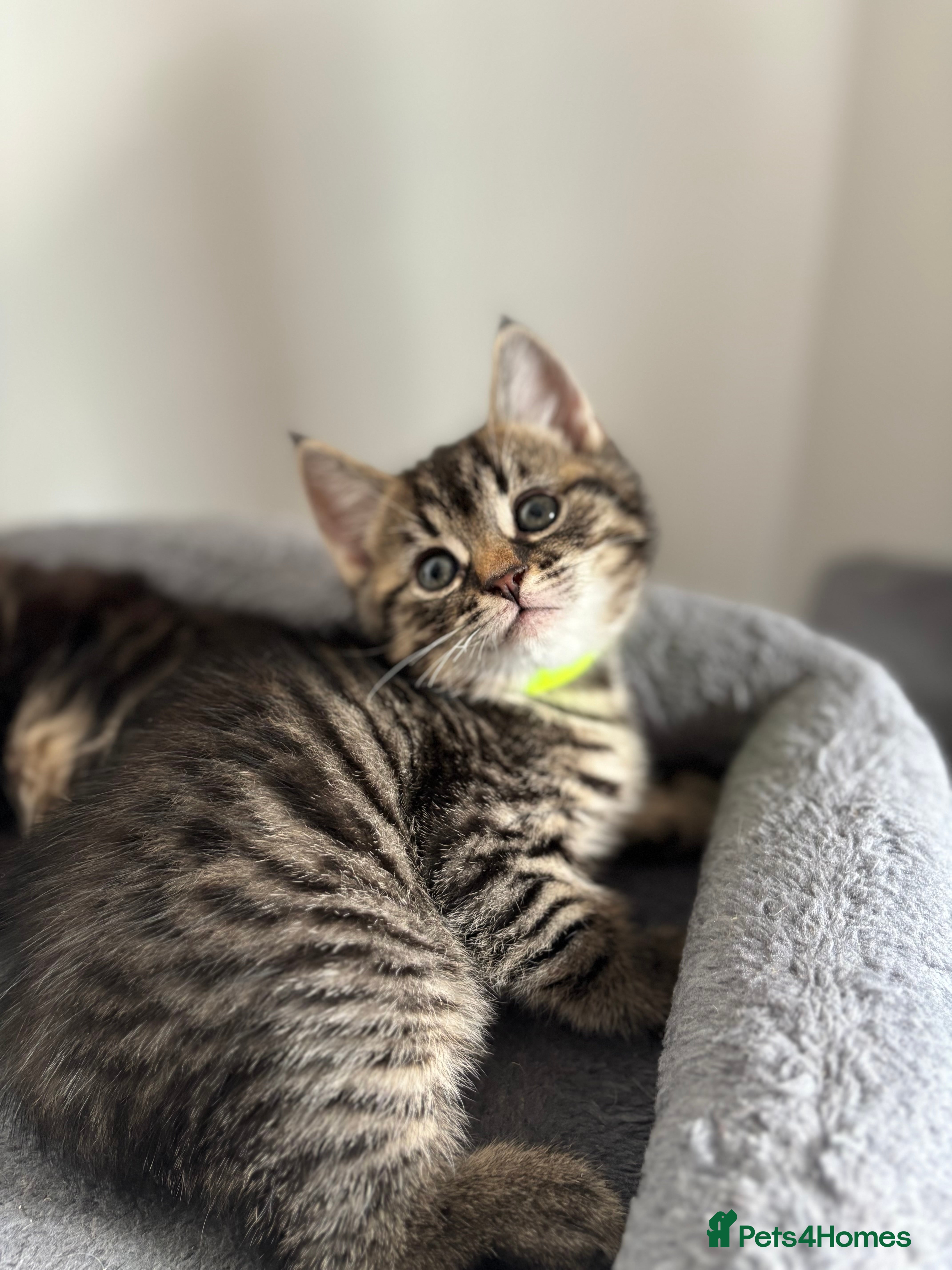 American Shorthair cats 🌟Kittens Ready for 4ever Home🌟 - Advert 1