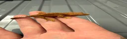 Gecko reptiles for sale: Baby crested geckos - Advert 3