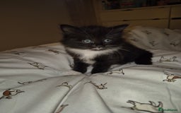 British Shorthair cats for sale: Kittens. in Motherwell - Image 12