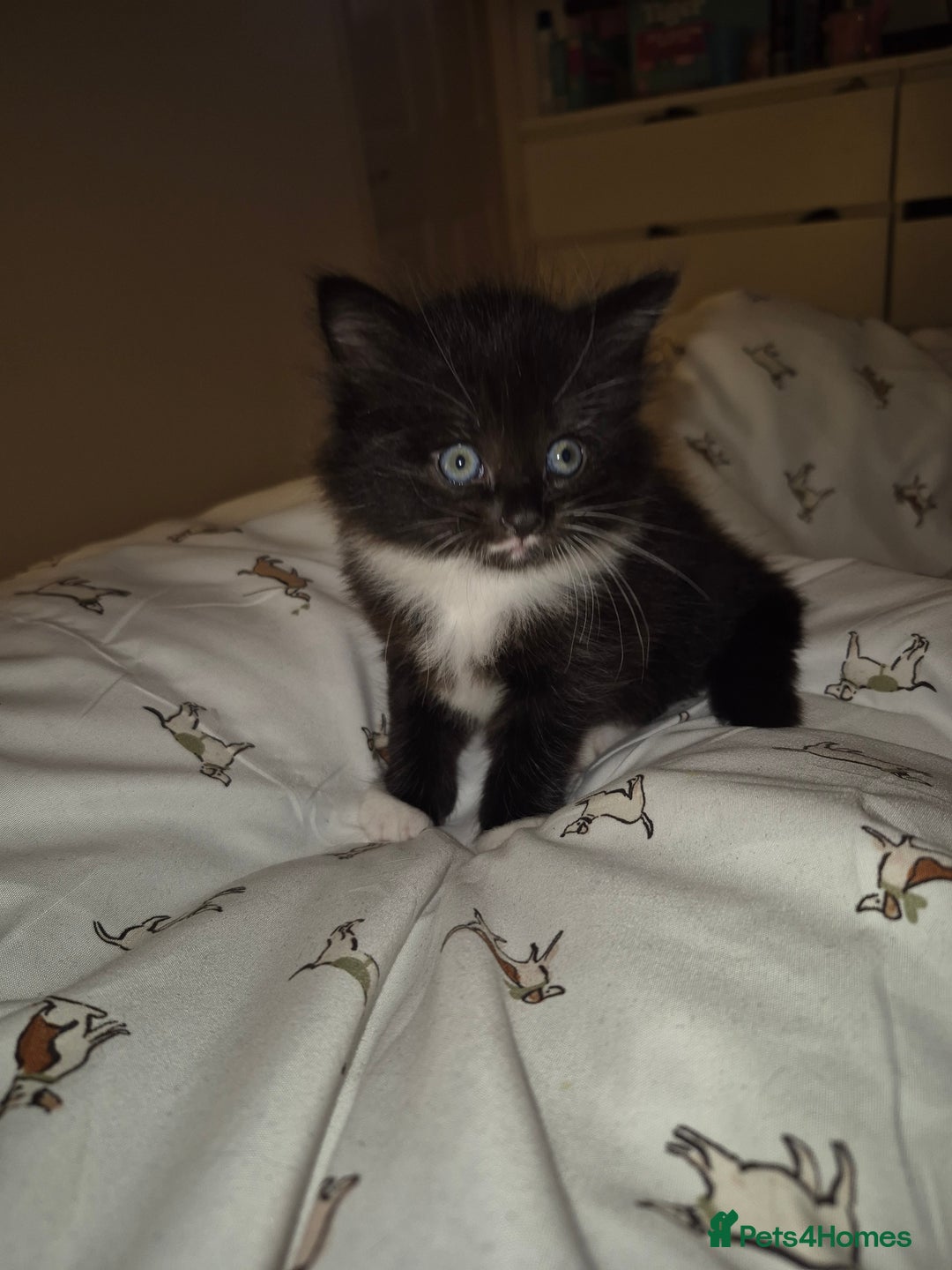 British Shorthair cats for sale: Kittens. in Motherwell - Image 12