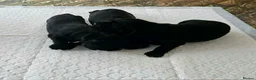 Mixed Breed dogs for sale: Cocker spaniel x labrador xEngland spring spaniel  - Advert 3