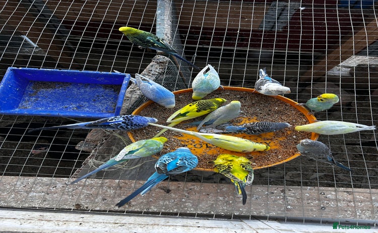 Budgerigars birds - Advert 1