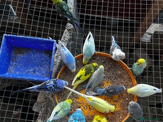 Budgerigars birds - Advert 25