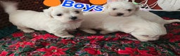 Maltese dogs for sale: 5 PUPPIES BICHONS MALTESE - Advert 2