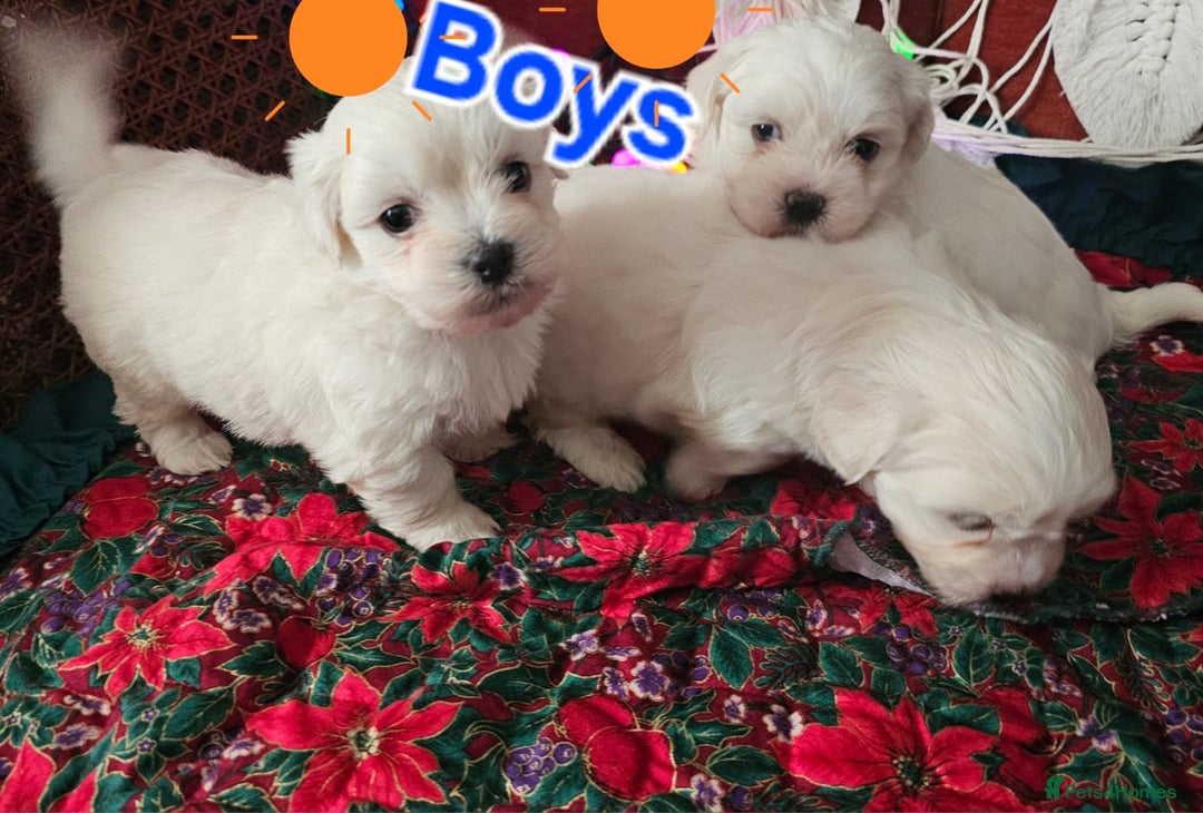 Maltese dogs for sale: 5 PUPPIES BICHONS MALTESE - Advert 2