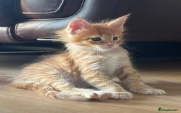 Maine Coon cats for sale: GCCF Registered Maine Coons Ready 16th August  in Banbury - Image 25