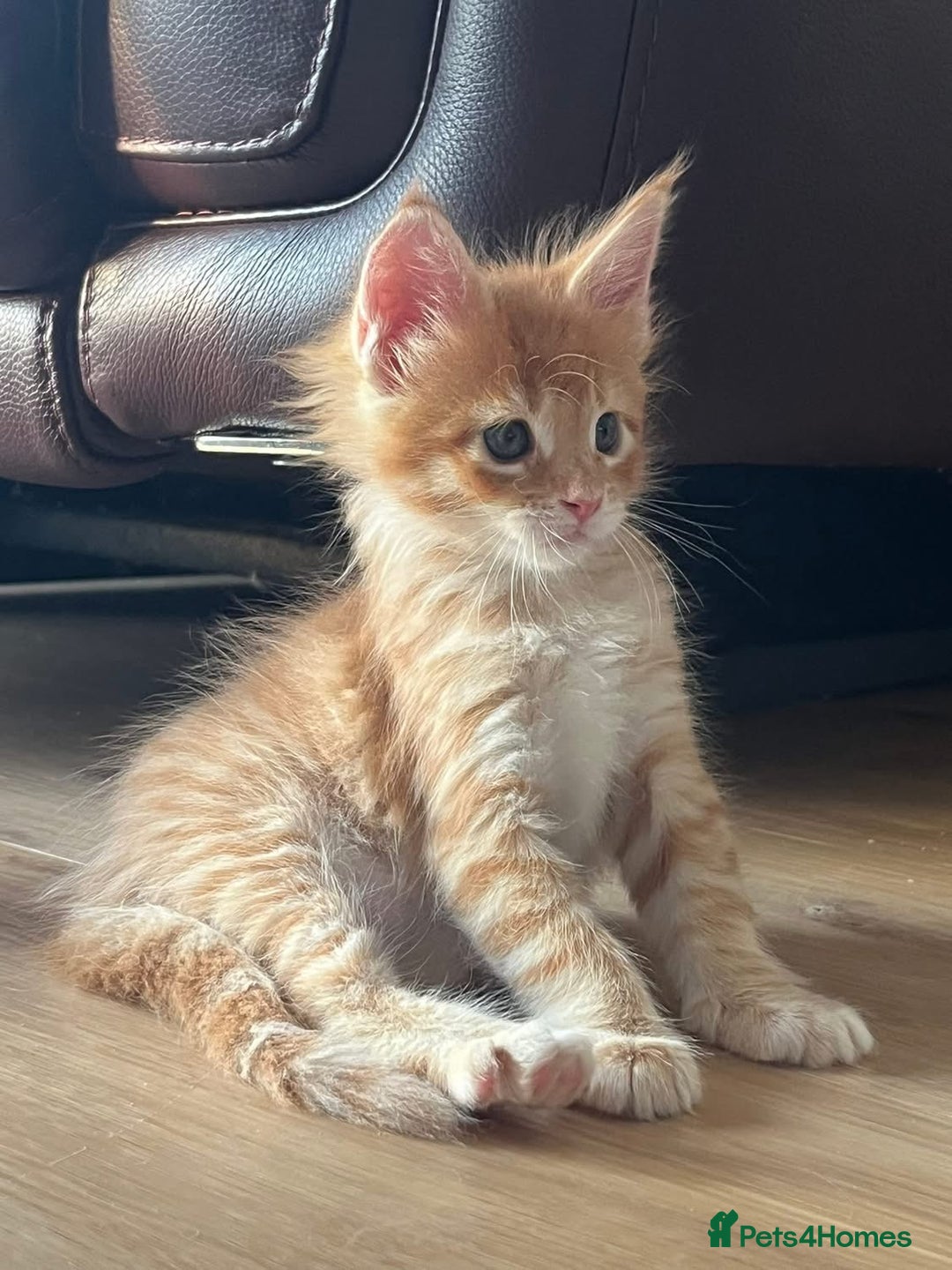 Maine Coon cats for sale: GCCF Registered Maine Coons Ready 16th August  in Banbury - Image 25