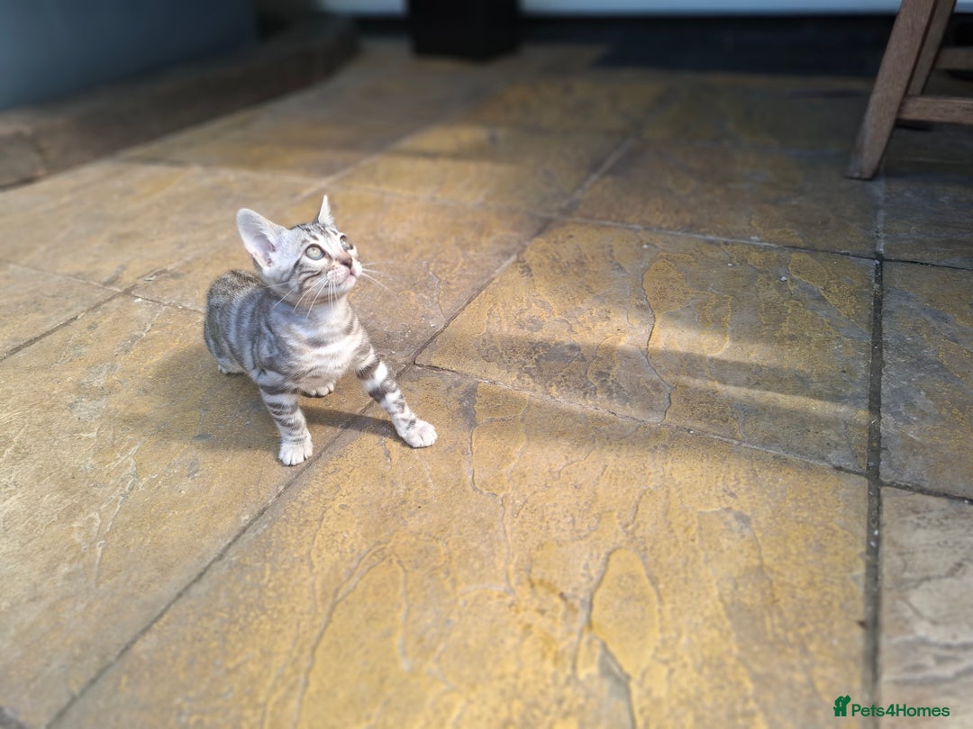 Bengal cats for sale: Show quality pure bengal kittens. - Image 20