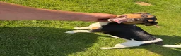 Jack Russell dogs for sale: 2 Gorgeous male Jackrussel  puppies for sale  in Wigton - Advert 2