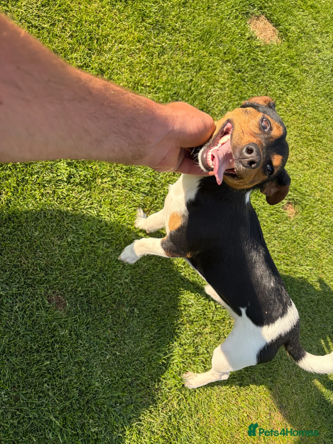 Jack Russell dogs for sale: 2 Gorgeous male Jackrussel  puppies for sale  in Wigton - Advert 2