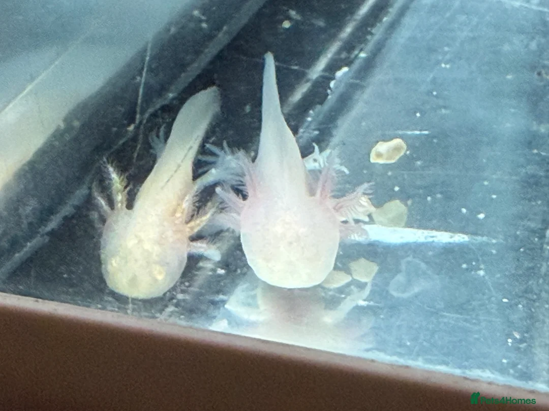 Axolotl reptiles for sale: Axolotl - Advert 2