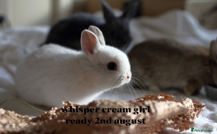 Netherland Dwarf rabbits - Advert 16