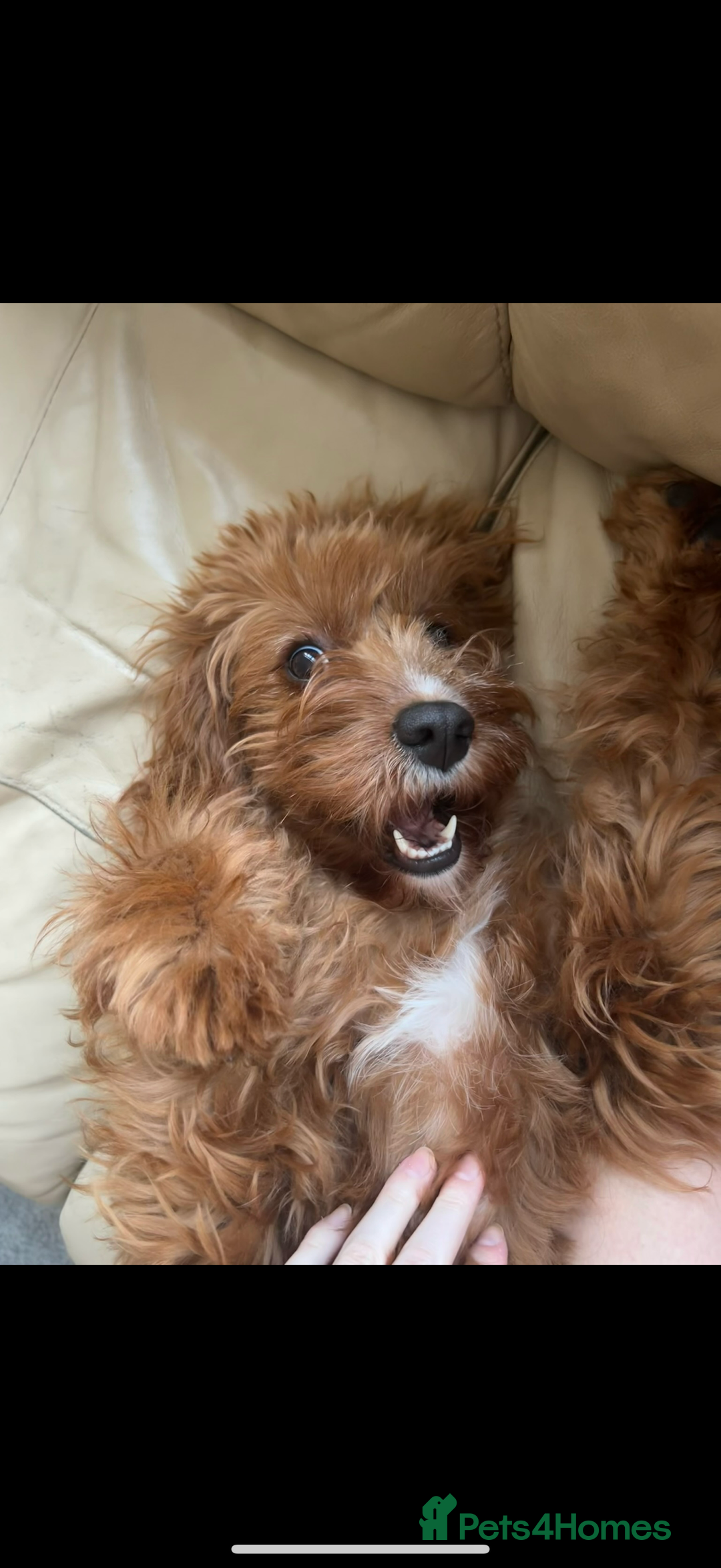 Cavapoo dogs for sale: Cavapoo F1b puppies due in December - Image 6