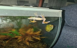 Frog reptiles for sale: Two baby red eye tree frog - Image 5