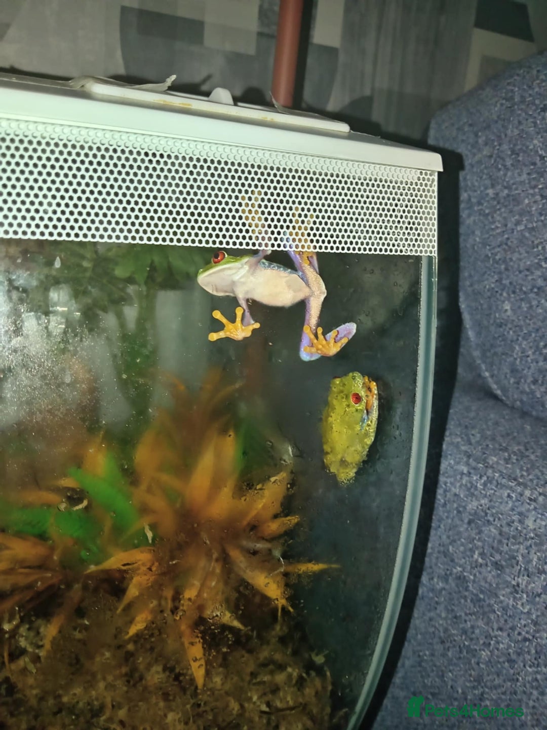Frog reptiles for sale: Two baby red eye tree frog - Image 5