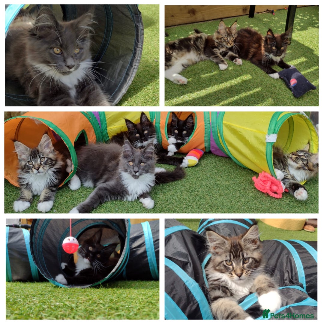 Maine Coon cats for sale: Ready Now! 5 x Handsome Male Maine Coon Kittens - Image 1