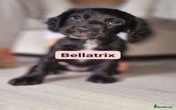 Cocker Spaniel dogs for sale: W/CS puppies - Image 3