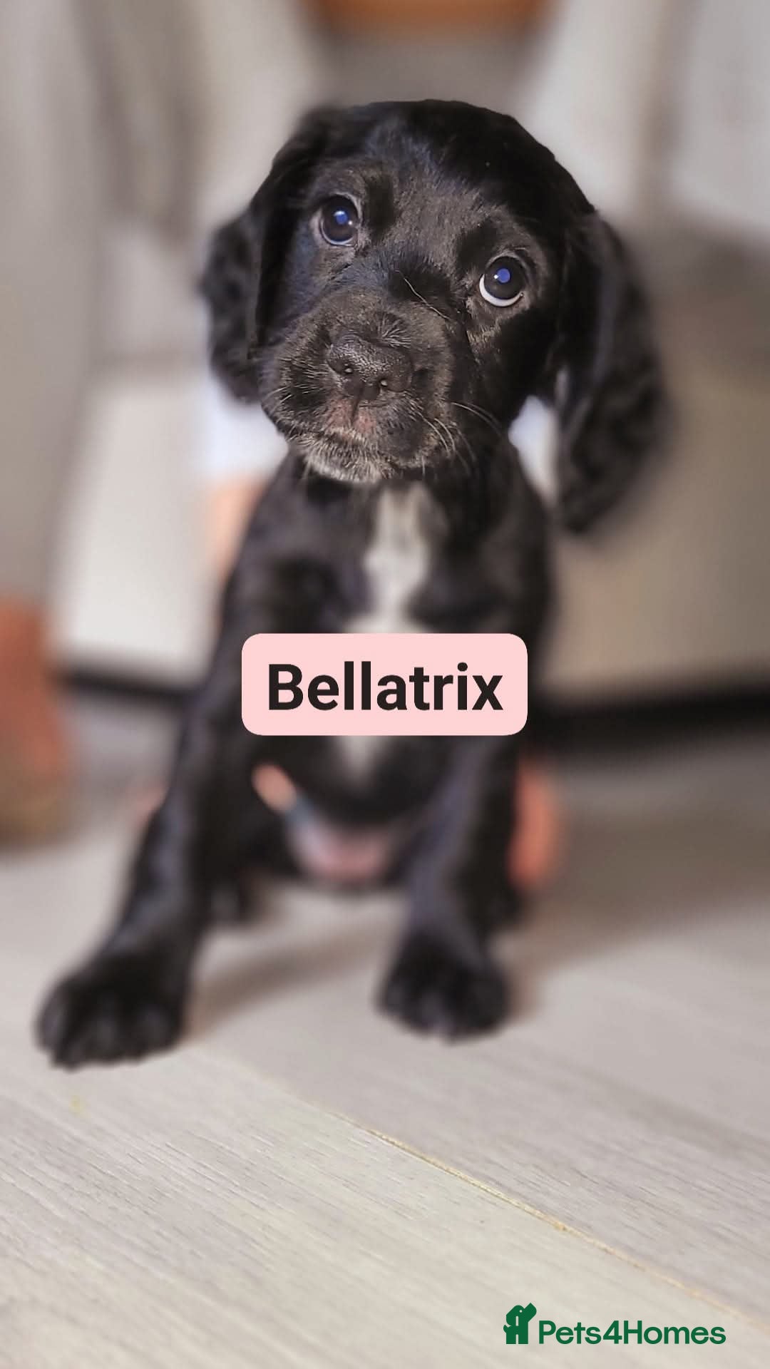 Cocker Spaniel dogs for sale: W/CS puppies - Image 3