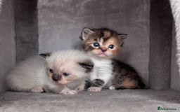 Persian cats for sale: Persian x bengal kitten left  - Image 1