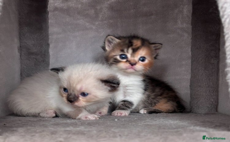 Persian cats - Advert 10