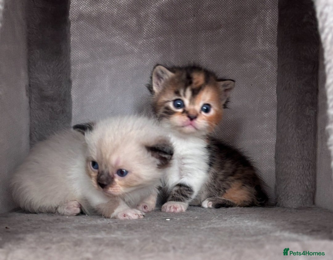 Persian cats for sale: Persian x bengal kitten left  - Image 1