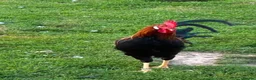 Chickens poultry for sale: Partridge Italian Cockerels for Sale in London - Advert 3