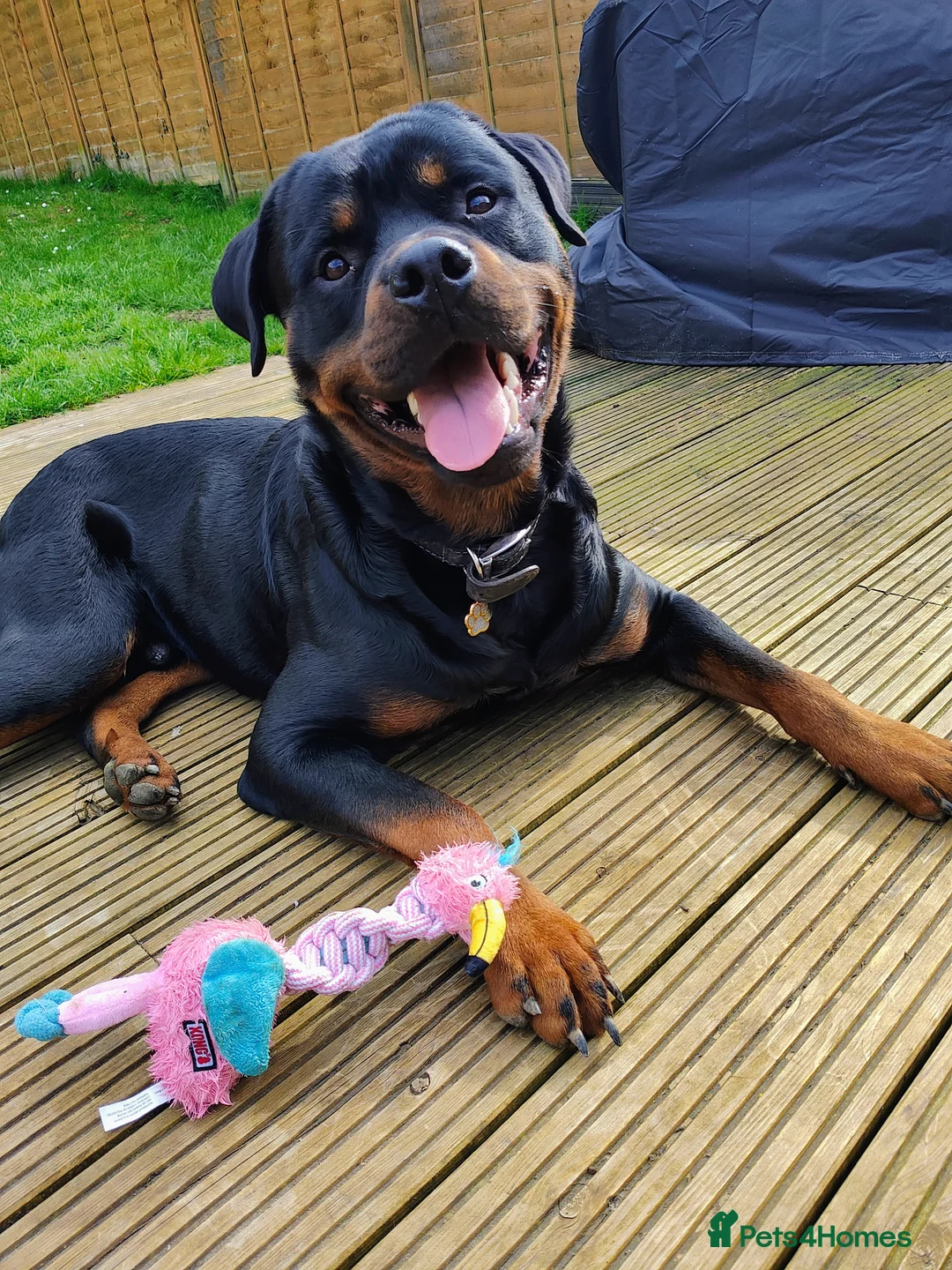 Rottweiler dogs for stud: ROTTWEILER FOR STUD - Advert 8