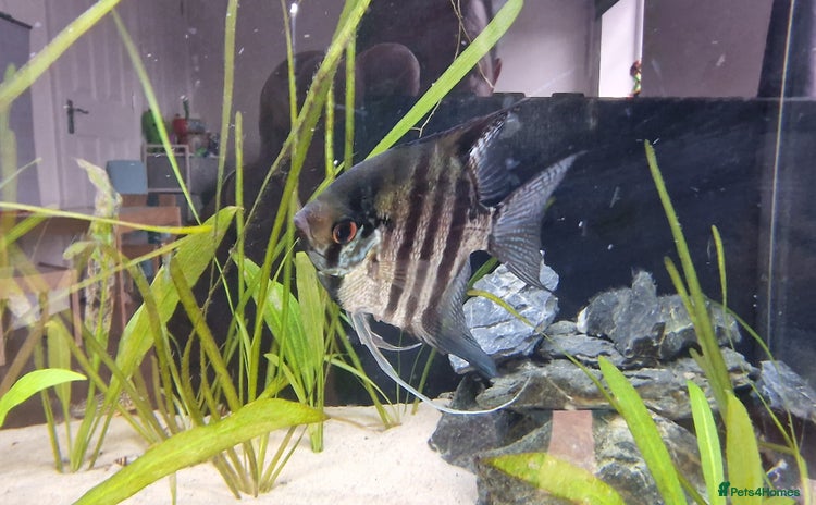 Angelfish fish - Advert 1