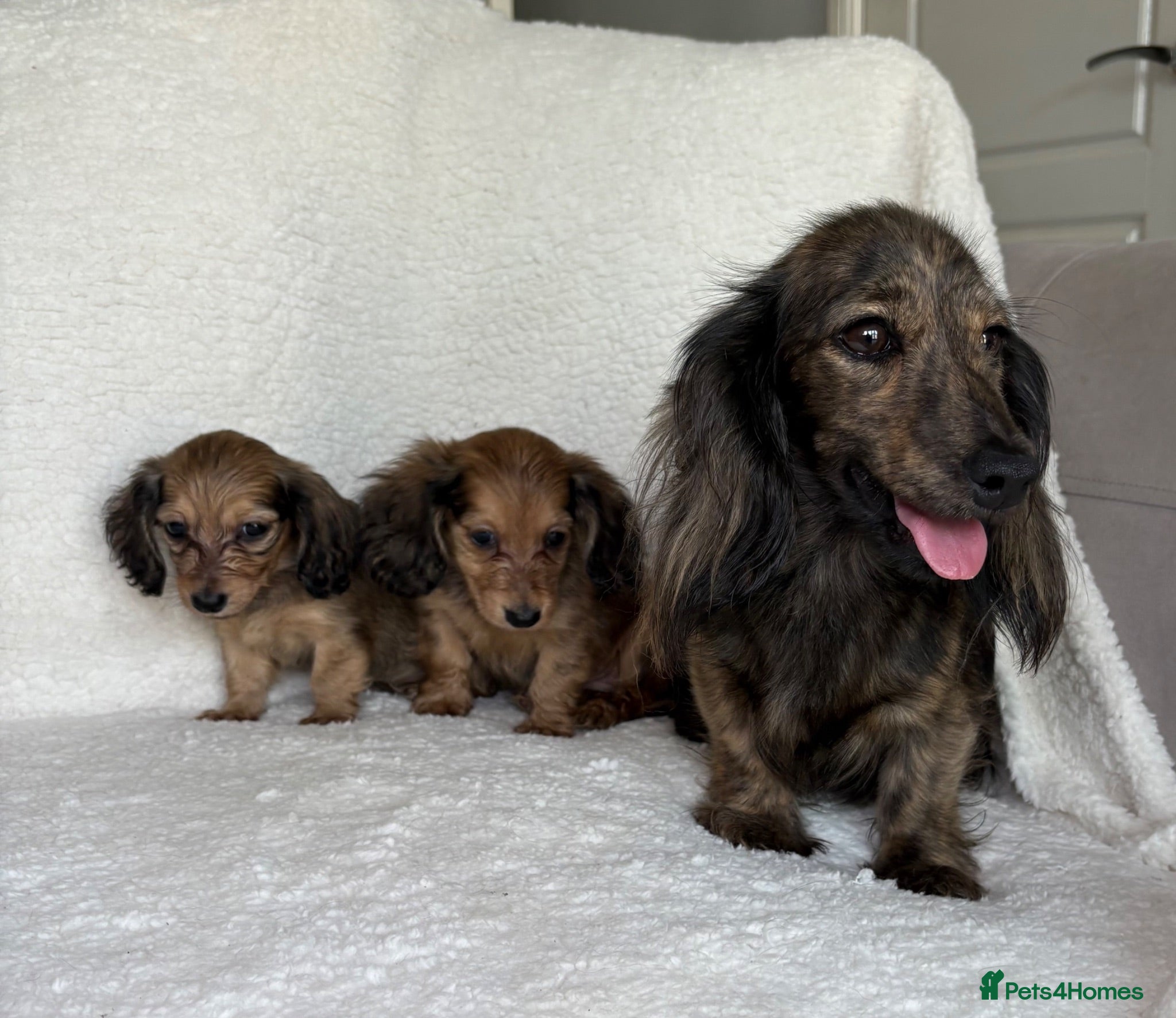 Miniature Dachshund dogs Two longhair miniature dachshund puppies READY NOW - Advert 2