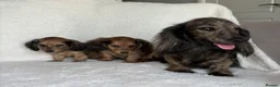 Miniature Dachshund dogs for sale: Two longhair miniature dachshund puppies READY NOW - Advert 2