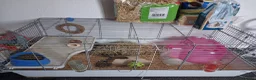 Guinea Pig rodents for sale: Female guinea pigs and cage in Middlesbrough - Advert 7