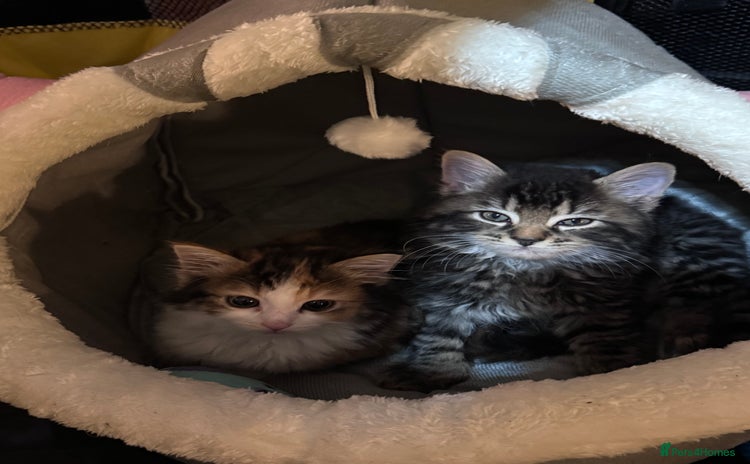Mixed Breed cats - Advert 7