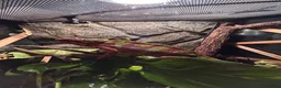 Chameleon reptiles for sale: Ambidole panther chameleon in Runcorn - Advert 2