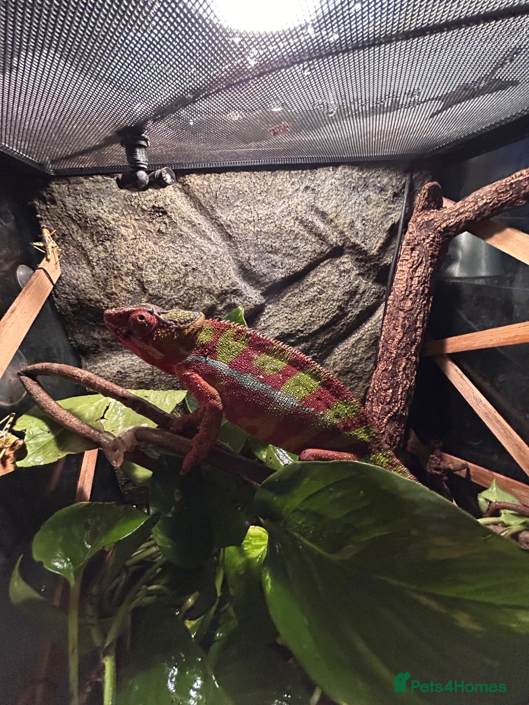 Chameleon reptiles for sale: Ambidole panther chameleon in Runcorn - Advert 2