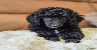 Toy Poodle dogs - Advert 3