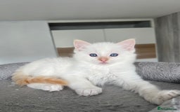 Ragdoll cats for sale: Registered Ragdoll kittens LAST GIRL HCM/PKD clear - Image 27