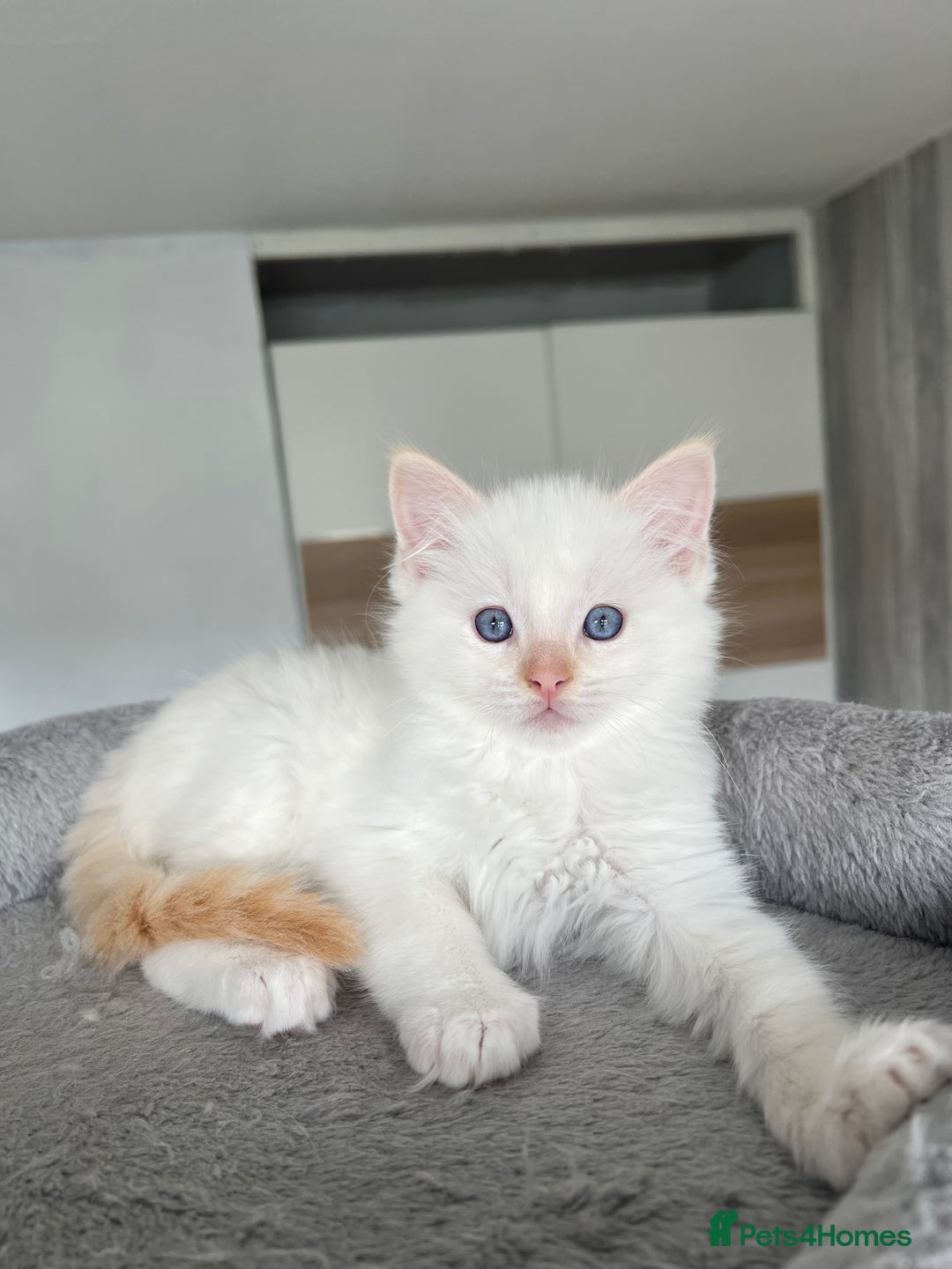 Ragdoll cats for sale: Registered Ragdoll kittens LAST GIRL HCM/PKD clear - Image 27