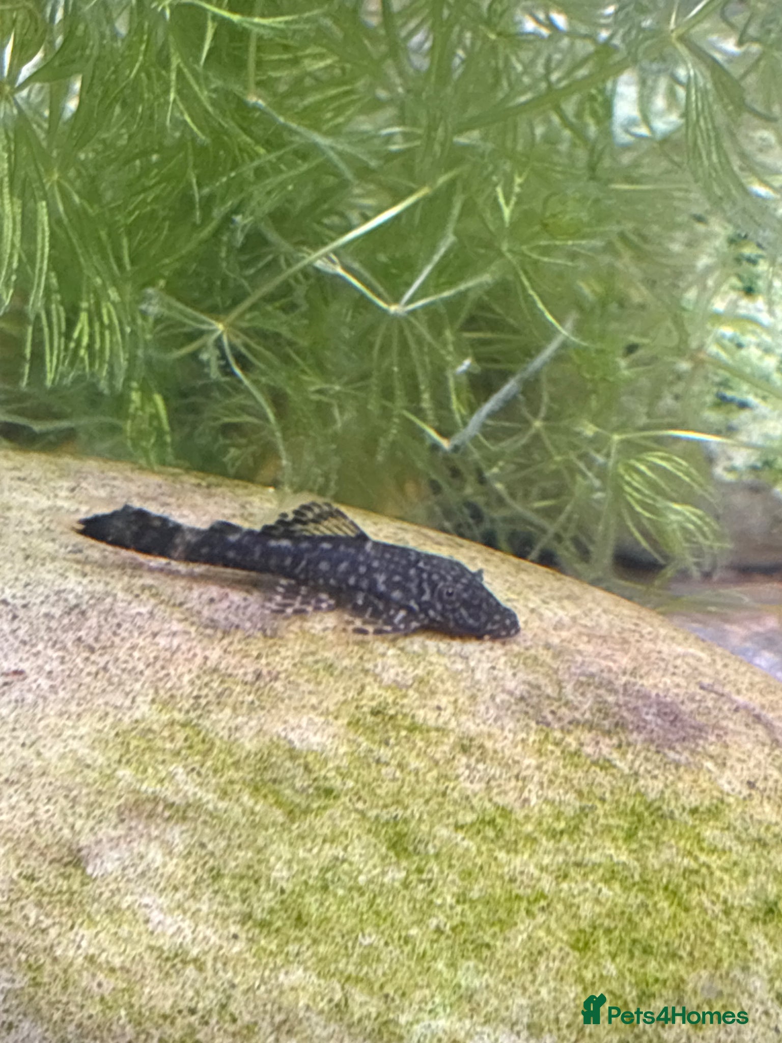 Plecos fish Bristlenose plecos - Advert 2